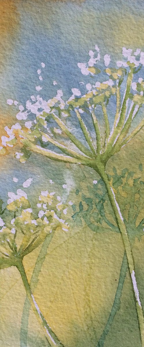 Cow parsley by Silvie Wright