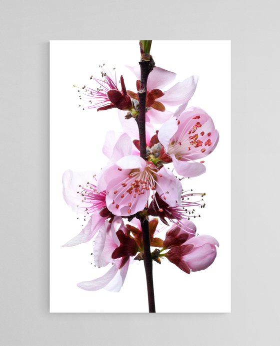 Cherry Blossoms