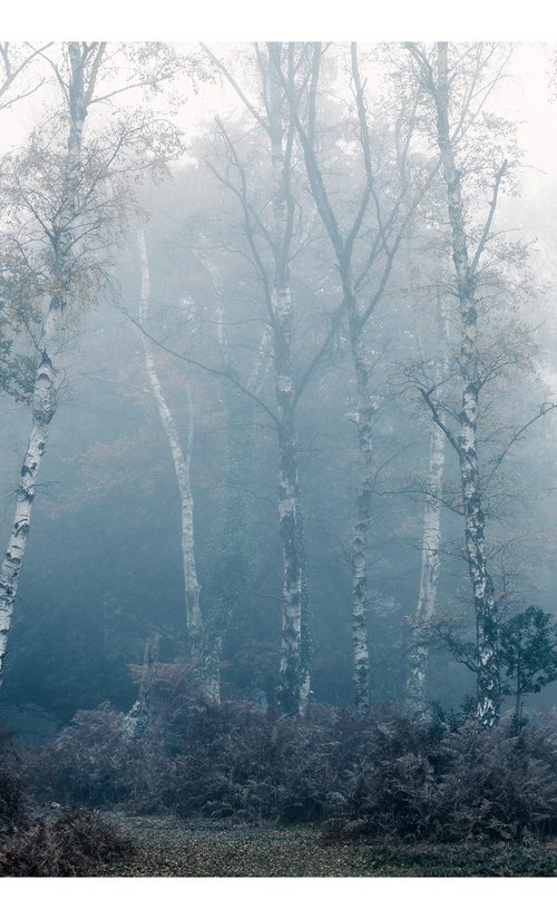 November Forest VII by David Baker