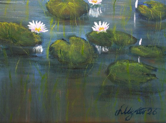 Lilies pond