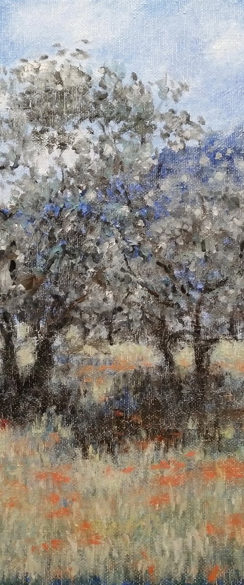 Olive trees by Oleh Rak