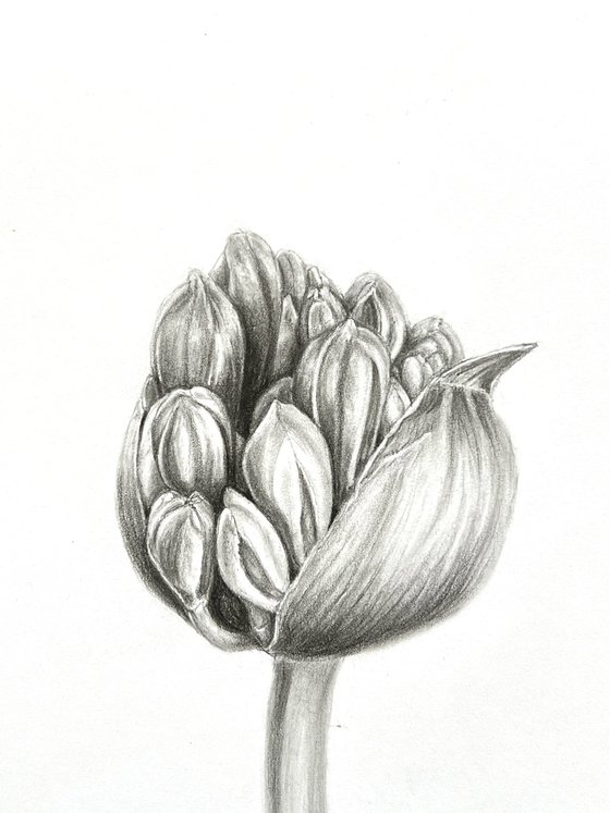 Agapanthus bud