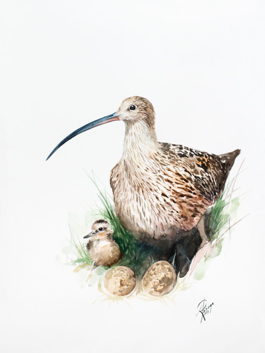 Eurasian Curlew (Numenius arquata) by Andrzej Rabiega