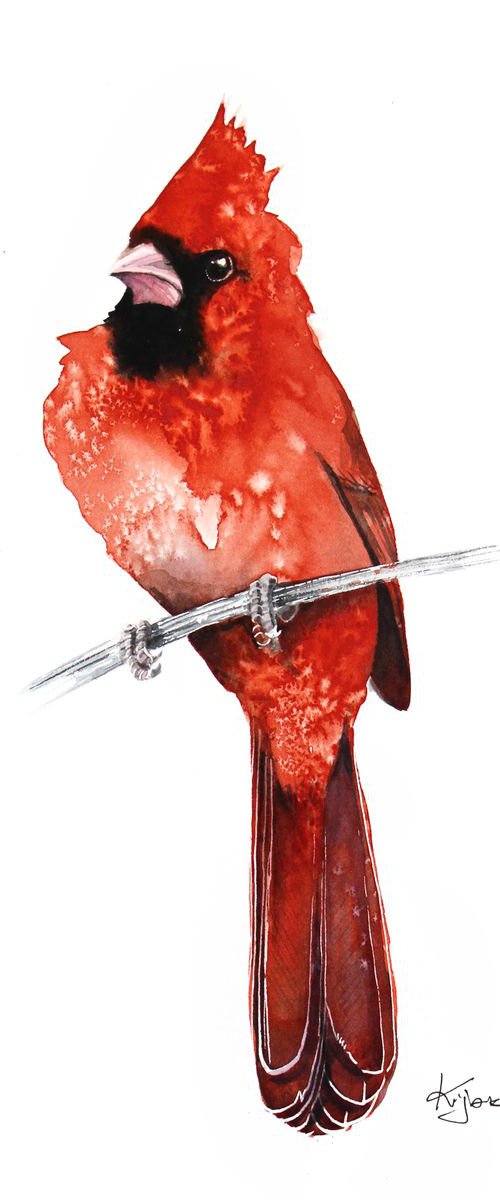 Northern cardinal 21x30cm, wildlife watercolours by Karolina Kijak