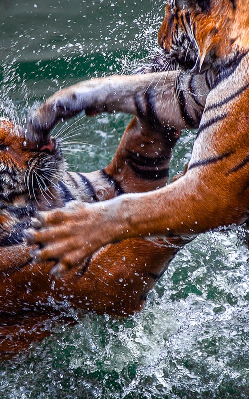 Tigers in Turmoil by MINDIA MIDELASHVILI