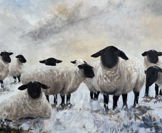 Black Face Sheep Winter