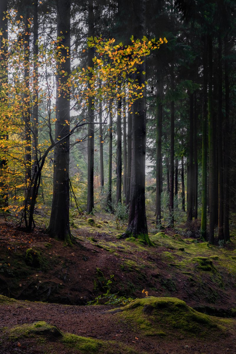 Photorealistic Photograph , Autumn Contrasts By Paul Nash, 16 X 24, Artwork For Sale On Artfinder