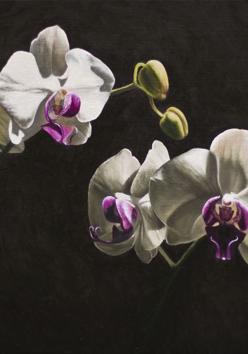 White and Pink Orchids by Andrew McNeile Jones