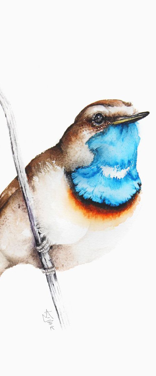 Bluethroat, 21x30cm, birds, wildlife and animals watercolours by Karolina Kijak