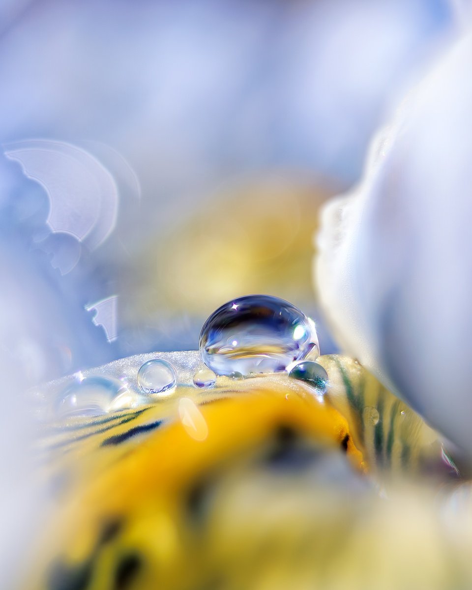 Abstract Botanical Photograph By Inna Etuvgi, 17 X 21, After Spring Rain, Original Artwork