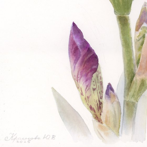 Burgundy Iris