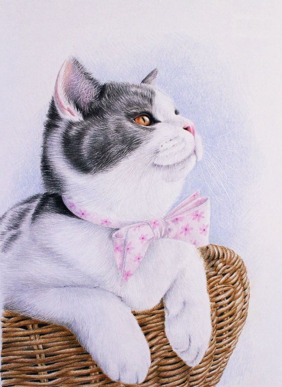 Portrait of a cat in a basket