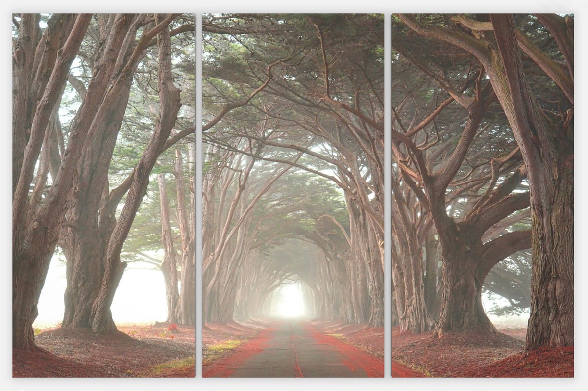 Photorealistic Landscape Photograph By Emily Kent, 48 X 32, Cypress Tree Tunnel Gallery Wrapped Canvas Triptych, Artfinder