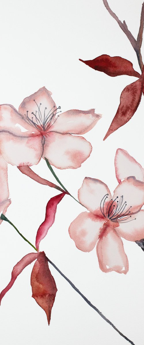 Cherry Blossom No. 20 by Elizabeth Becker