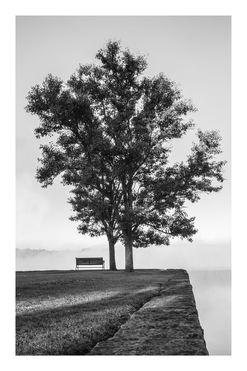 Bench and Tree in Fog, 16 x 24 by Brooke T Ryan