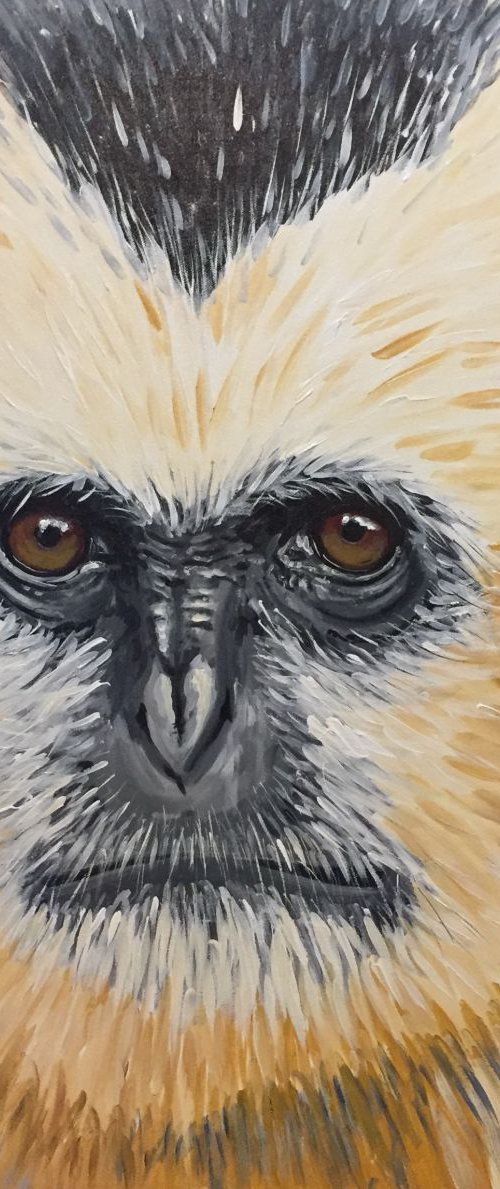 Gibbon by Stuart Evans