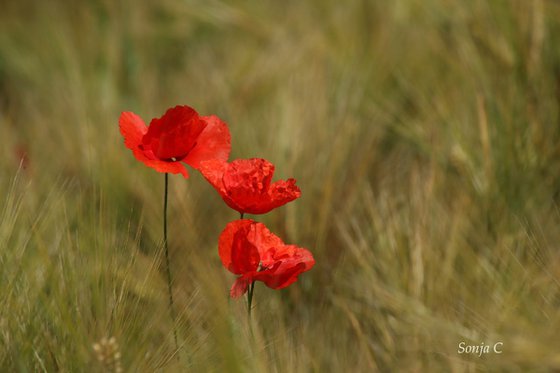 Poppies