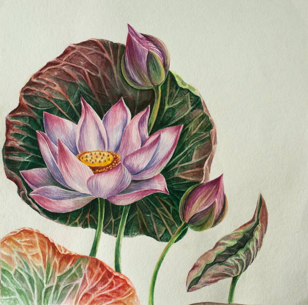 Watercolor Lotus by Maria Chernobrovkina