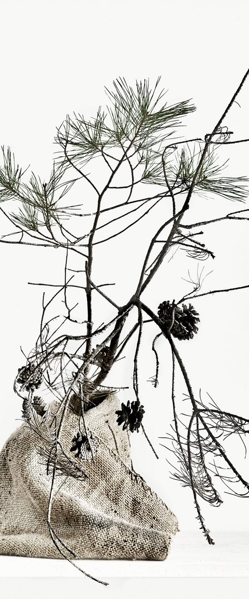 White Light#015-Pine- by Keiichiro Muramatsu