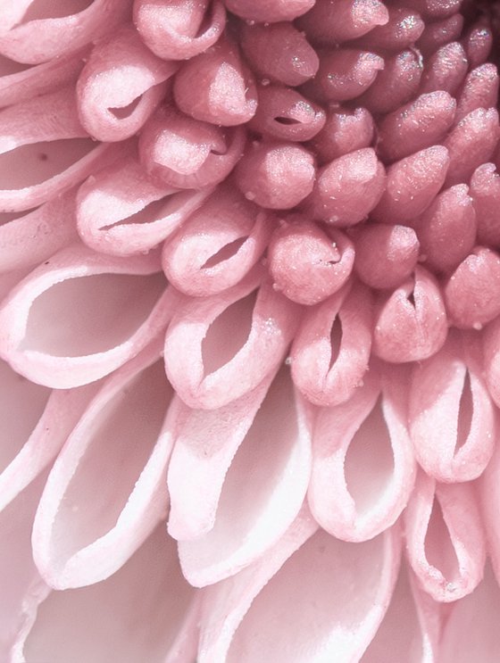 PINK VORTEX OF BLOOM