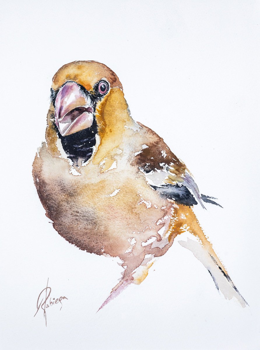 Animal Watercolour By Andrzej Rabiega, 9 X 12, Hawfinch, Original Artwork
