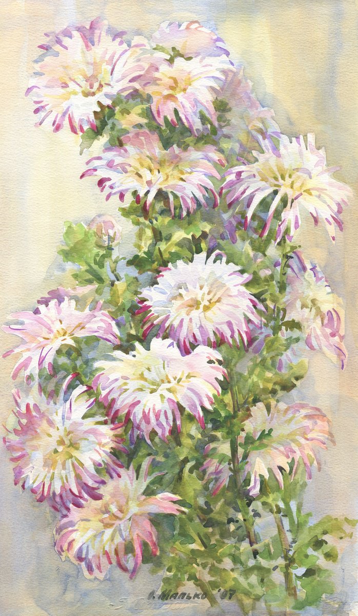 Impressionistic Botanical Watercolour By Olha Malko, 12 X 20", White Pink Chrysanthemum, Original Artwork
