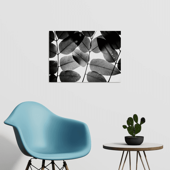 Experiments with Leaves II | Limited Edition Fine Art Print 1 of 10 | 60 x 40 cm