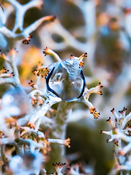 Alien - macro photography of drop on lichens. Limited edition giclee, blue and pink.
