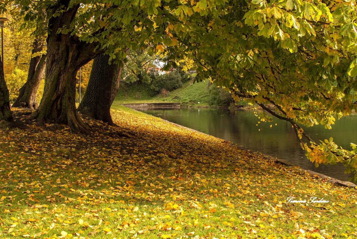 Autumn in the park by Simona Serdiuc