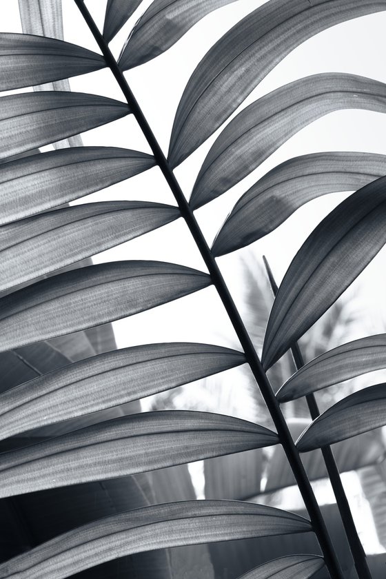 Between Fronds