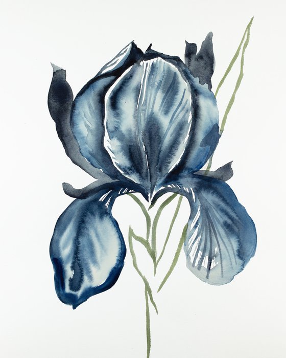 Iris No. 116