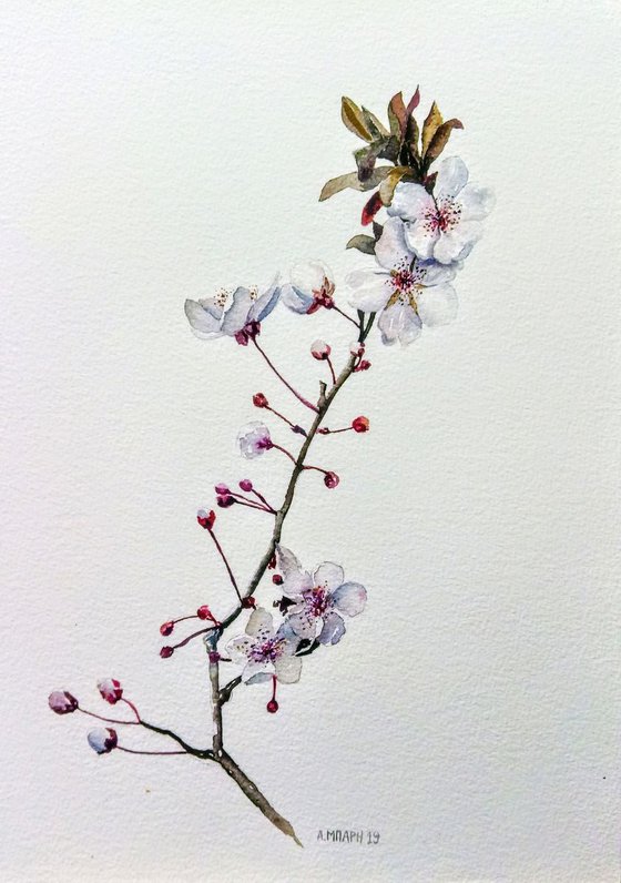 Almond blossoms