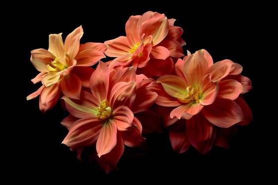 Orange Dahlias