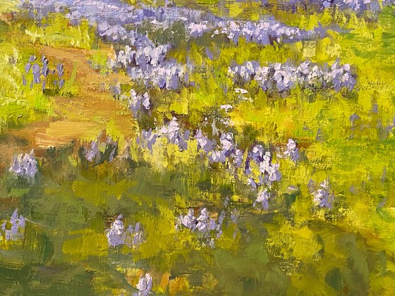 Spring Meadow With Lupine Flowers