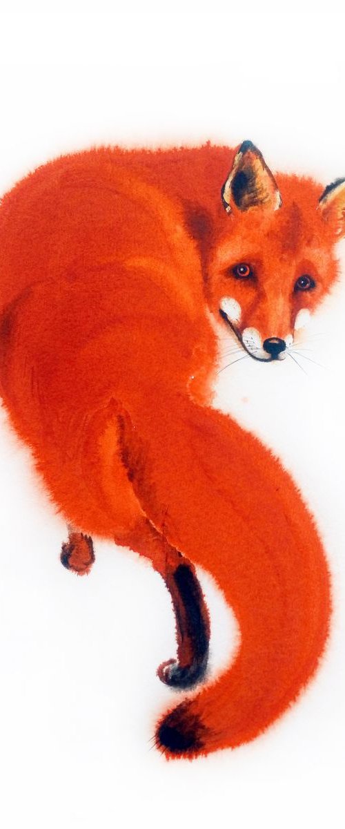 Red Fox Watercolor – wildlife by Olga Beliaeva Watercolour