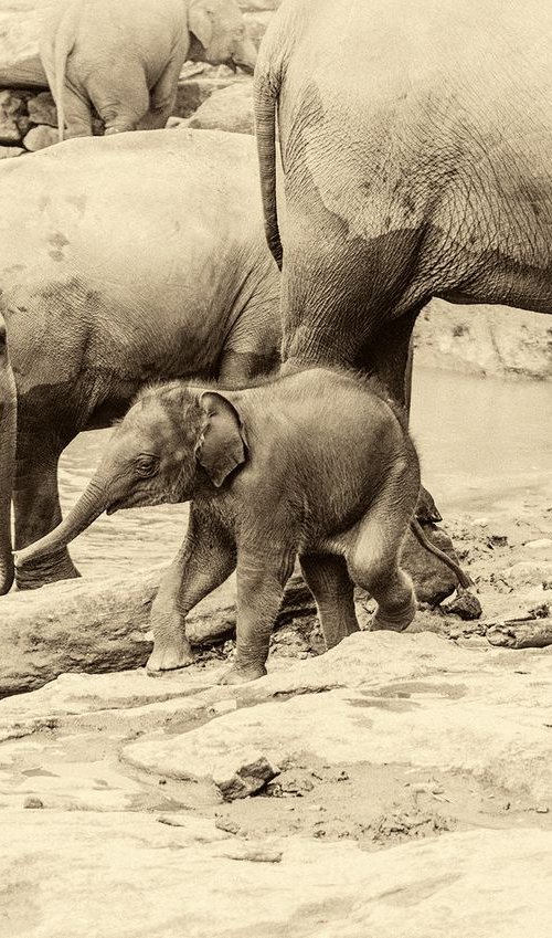 RIVER ELEPHANTS 2. by Andrew Lever