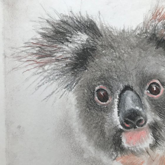 Charcoal Koala #05