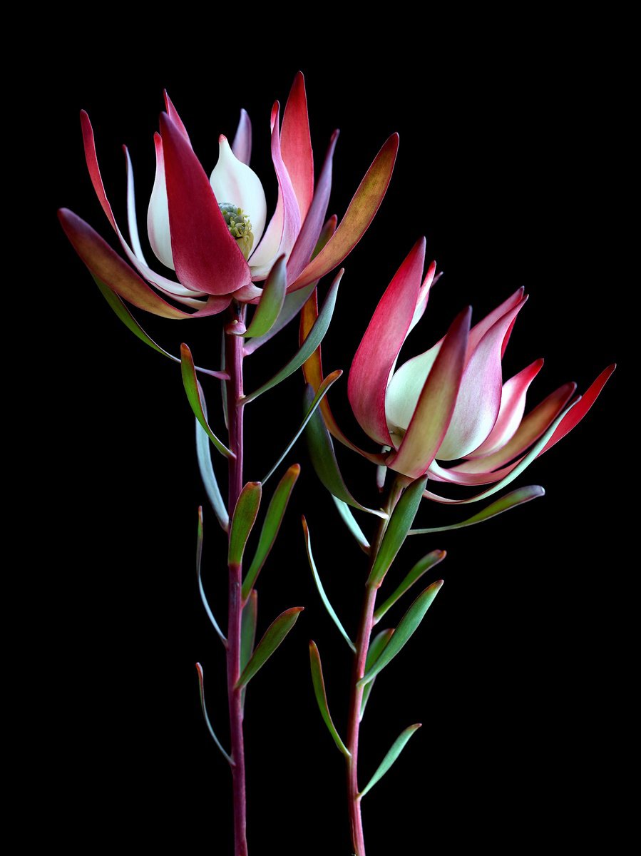 Still Life Photograph By Nadia Culph, 24 X 31", Leucadendrons, Original Artwork