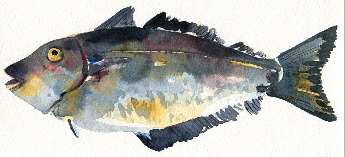 Whiting fish by Hannah Clark