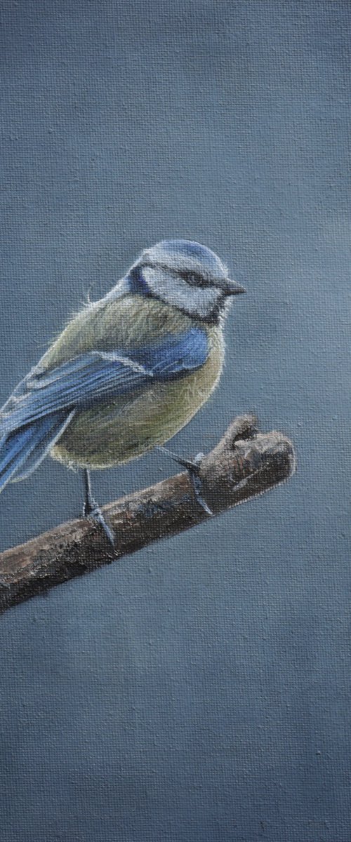 Morning Blue Tit in the Garden by Alex Jabore