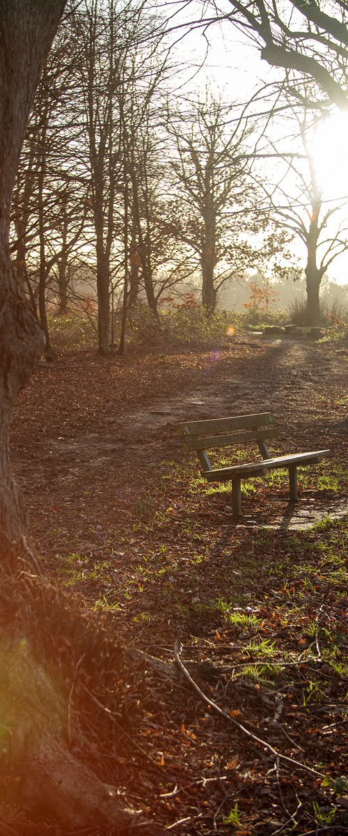 Solo Bench 2023 1/20 18"X12" by Laura Fitzpatrick