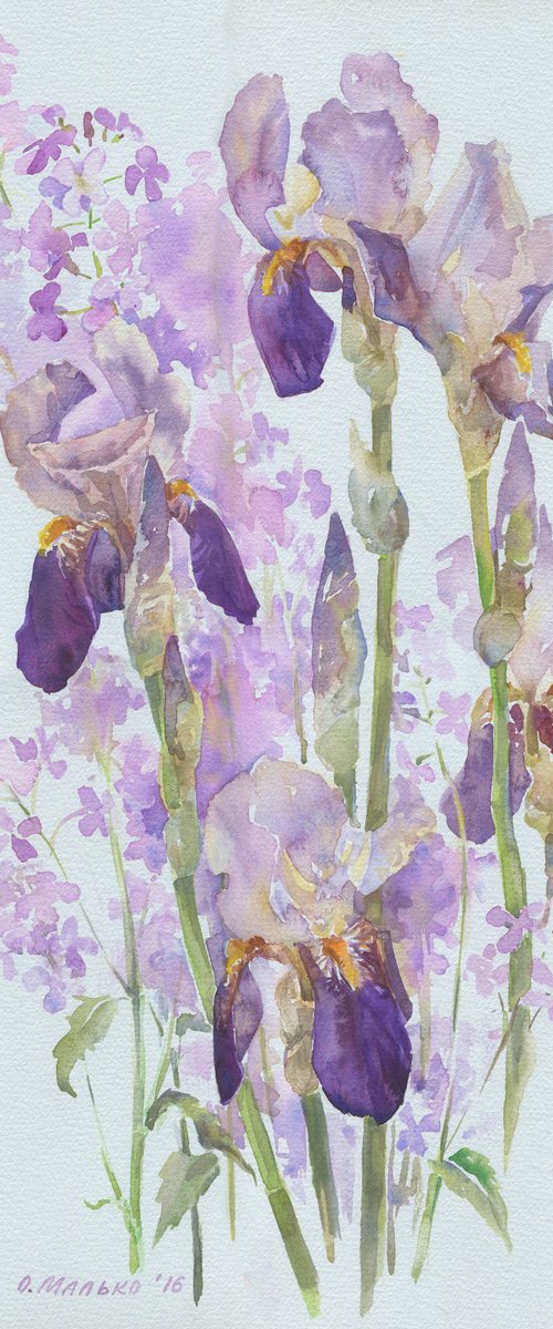 Purple irises Night violets by Olha Malko