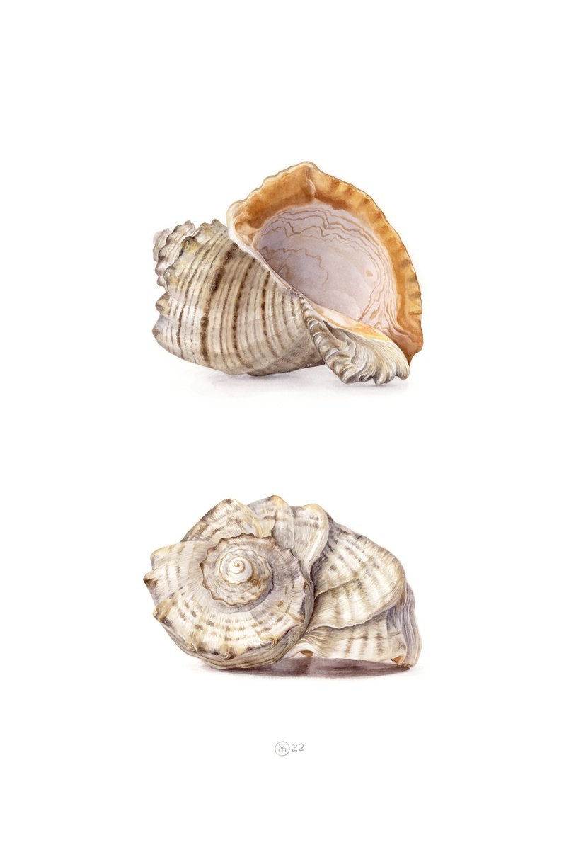 Photorealistic Animal Watercolour By Yuliia Moiseieva, 15 X 22", Views Of Shell, Original Artwork