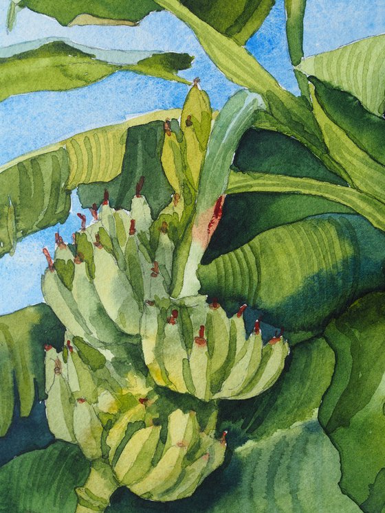 Banana plants - orignal tropical green watercolor