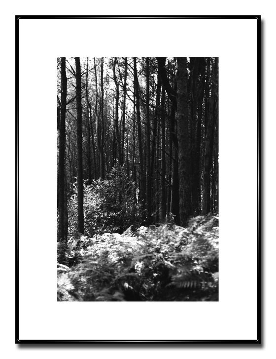 Northern Woods 4 - Unmounted (24x16in)