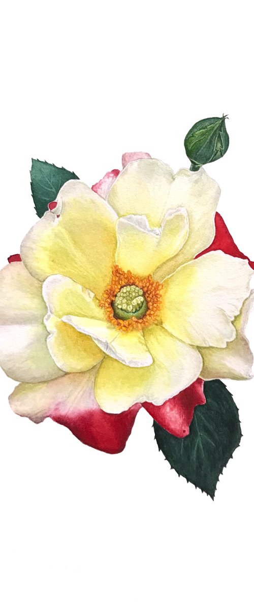 Yellow and red rose by Tetiana Kovalova