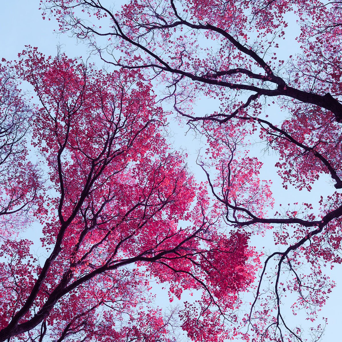 Photorealistic Botanical Photograph By Nick Psomiadis, 35 X 35", Lucid Bloom, Original Artwork