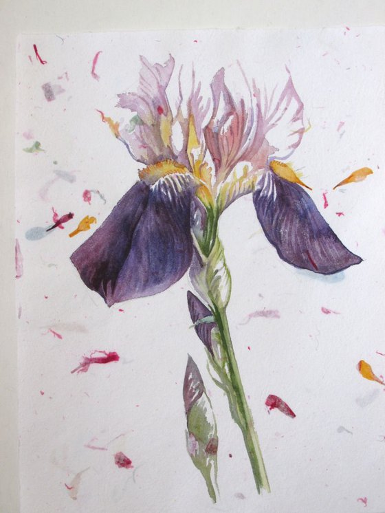 watercolor iris on hand made flower paper