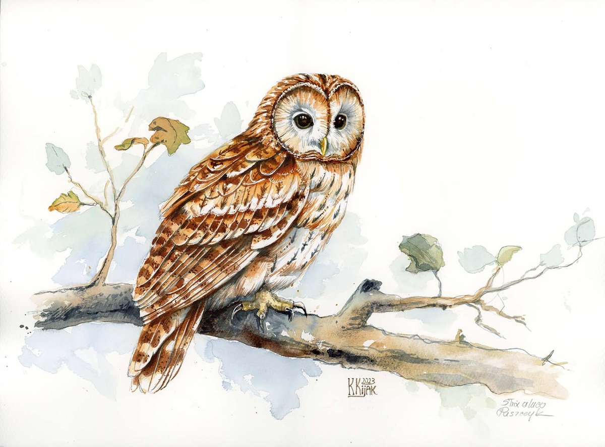 Tawny Owl, original watercolor by Karolina Kijak