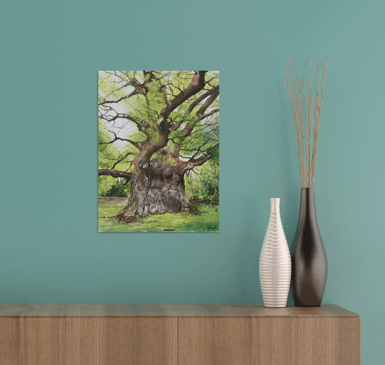 Majesty oak tree